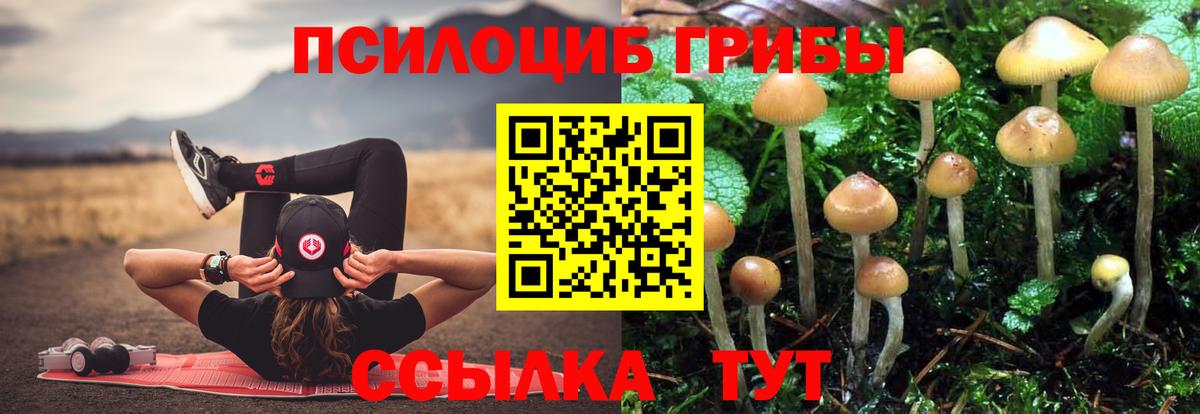 Псилоцибиновые грибы Cubensis  Галлюциногенные грибы Cubensis  Вход с VPN  Будённовск 