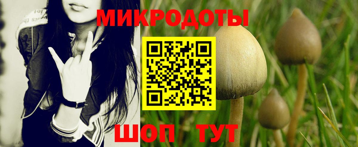 Псилоцибиновые грибы Cubensis Будённовск